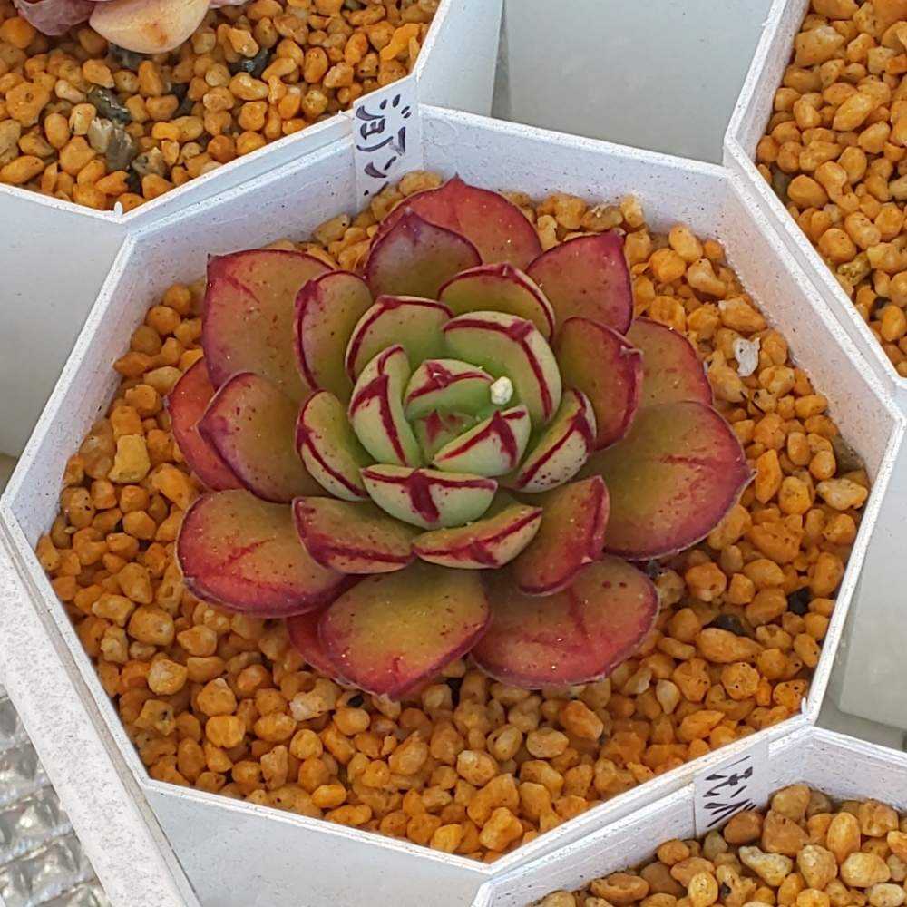 ❀335 ジョアンダニエルの生長記録 2022.05.20更新｜🍀GreenSnap