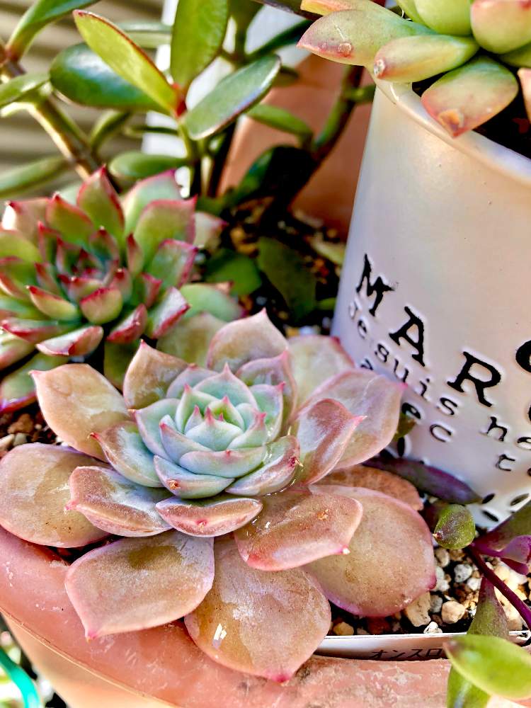 キャンドゥ多肉の紅葉具合 21 12月 Greensnap グリーンスナップ