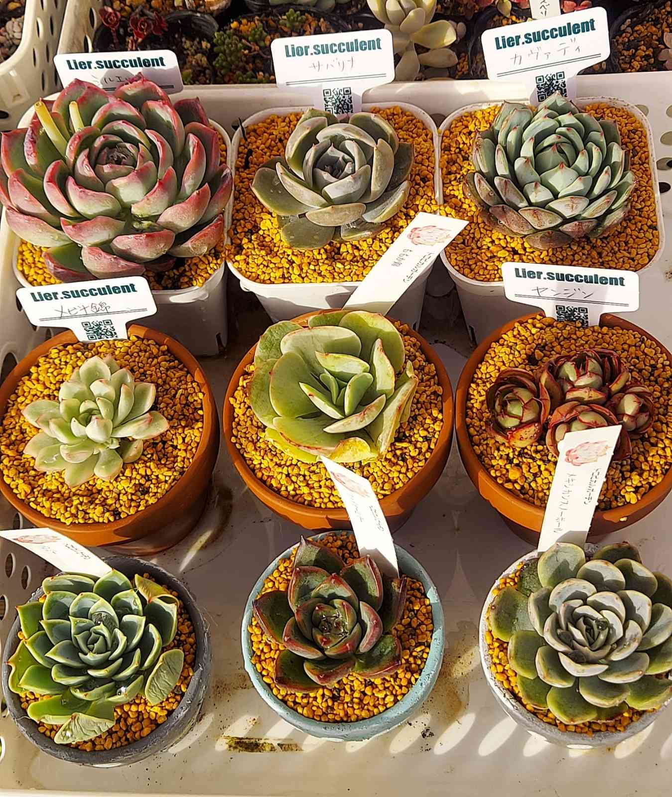 ヤンジン♡の一覧｜🍀GreenSnap（グリーンスナップ）