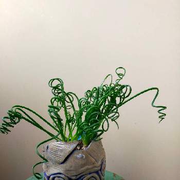 自然の不思議の画像 by Gyonさん | バルコニー/ベランダと多肉植物と観葉植物と苔 (コケ)と季節のお花と花いろいろとシダの仲間と小さい花と自然の不思議と珍しい花
