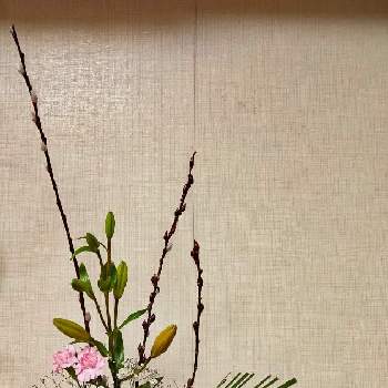 赤目柳の投稿画像一覧 Greensnap グリーンスナップ