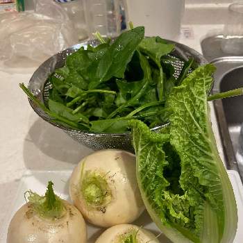 ミニ白菜,小かぶ,日本ほうれん草,プランター野菜,花より野菜の画像