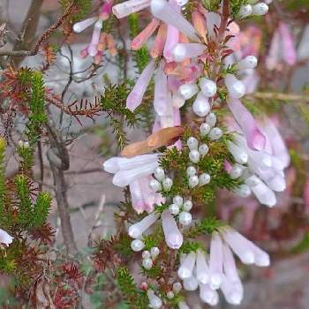 白い花が好きの画像 by hiroさん | エリカ☆クリスマスパレードと白い花が好きとピンクの花が好きと医療関係者に感謝とJuneの会と春を待つとコロナに負けるな‼️とエリカ…