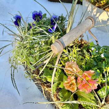 春のお花♡の画像 by ブラックベリーさん | 小さな庭とビオラ・パンジーとポリアンサと春のお花♡とスーパーアリッサム ！