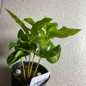 観葉植物,100均観葉植物,@コーヒーの木,おうち園芸,部屋の画像