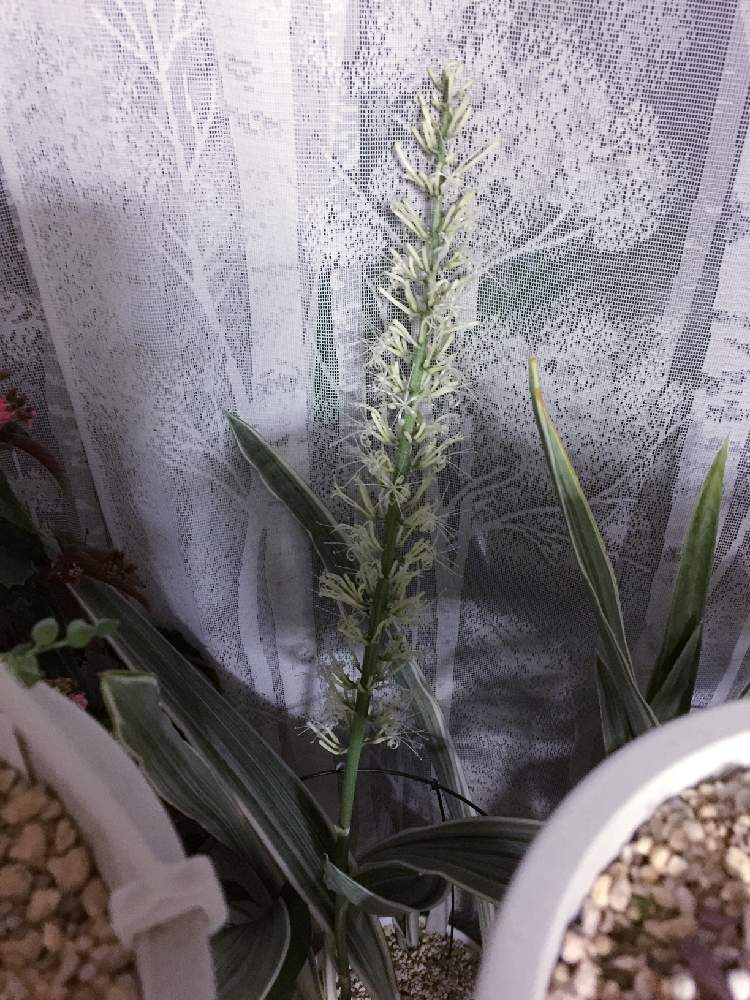 サンスベリア マノリンの投稿画像 By アヤさん サンスベリアとサンスベリアグイネンシスマノリン 22月1月24日 Greensnap グリーンスナップ