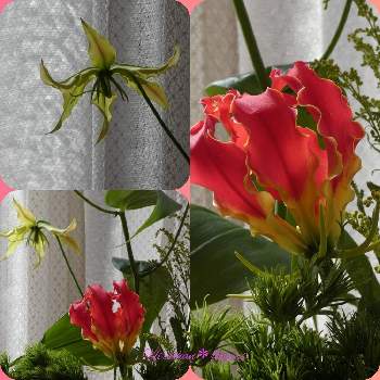 グロリオサ,グロリオサの花,Juneの会,花瓶,今日のお花の画像