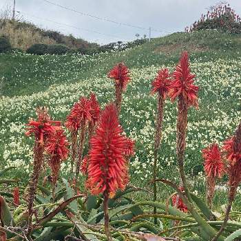 アロエの花の投稿画像一覧 Greensnap グリーンスナップ