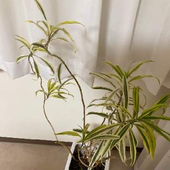 ドラセナ ソングオブインディアの投稿画像一覧 Greensnap グリーンスナップ