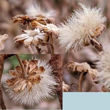 冬色✽の画像 by 秋草さん | 広い庭とキクと小菊とグリーンアクセサリー♪と綿毛✽とキク✽と冬色✽とカサカサツアーよりと花殻✽