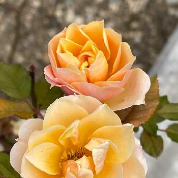 毎日ローズショーの画像 by まあみさん | お出かけ先とお散歩の途中とオレンジ色の花と花壇と公園とバラ科と美しいと綺麗と月曜日にビタミンカラーと可愛いと毎日ローズショーと月曜日にはバラを