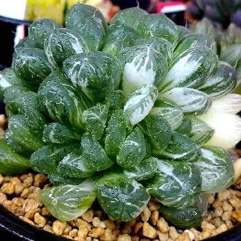 ハオルチア オブツーサ錦の投稿画像一覧 Greensnap グリーンスナップ