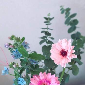 リシアンサスの画像 by むーさんままさん | 部屋とユーカリとオキシペタラム ブルースターとガーベラとカスミソウとリシアンサスと花と緑のある暮らしとピンクの花と切り花を楽しむと青い花と冬の日と緑のある暮らしと感謝✨と希望✨とほっとひと息とフラワーアレンジメントとちいさなシアワセ♡とアレンジメントと切り花と繋がりに感謝✨