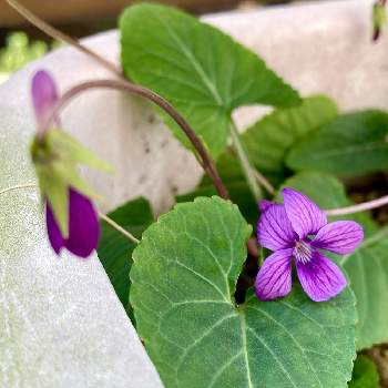 青いスミレ科マニアの投稿画像一覧 Greensnap グリーンスナップ