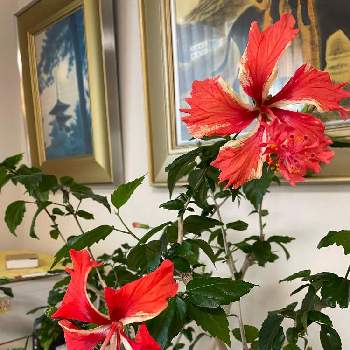ハイビスカス レッドフラミンゴの画像 by ぷりんちゃんさん | 部屋とハイビスカスとハイビスカス レッドフラミンゴとリビングと植木鉢と花のある暮らし