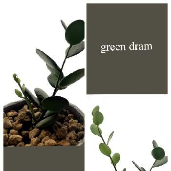 丸い葉っぱの画像 by SAMさん | 部屋とグリーンドラムと観葉植物を楽しむとグリーンのある暮らしとビザール・プランツと丸い葉っぱと大事に育てたいと新芽
