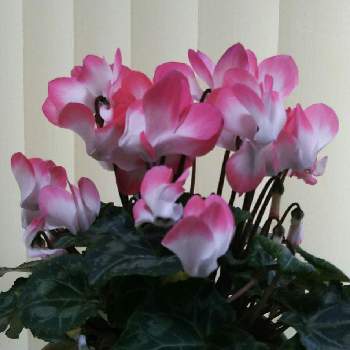 がんばろう1.17の画像 by すみれさん | シクラメンとピンクのお花とがんばろう1.17としあわせ運べるようにとピンクで繋がるお友達