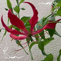 グロリオサ,今日のお花の画像