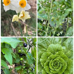 ナズナ,水仙,白菜,お花,可愛いの画像