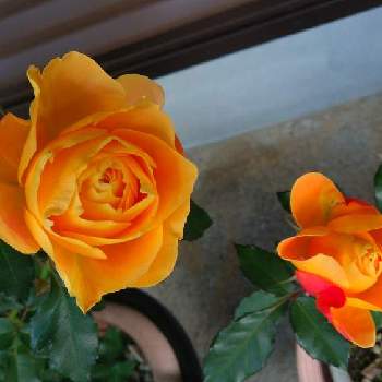 薔薇のアルバムの画像 by ヤマボウシさん | 車庫とラ・ドルチェ・ヴィータと鉢植えと植物日誌と薔薇のアルバムとおうち園芸