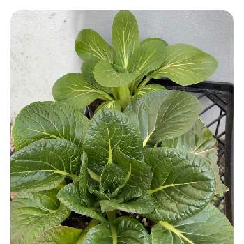 小松菜,再生栽培,リポベジの画像