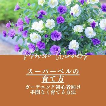 カリブラコア の投稿画像一覧 Greensnap グリーンスナップ