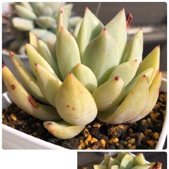 消えた成長点の投稿画像一覧 Greensnap グリーンスナップ