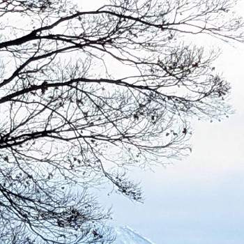 雪❄の画像 by 秋草さん | お出かけ先と何の木？♡と雪❄と実✽と山々✽と冬色✽と雲仲間と空✽