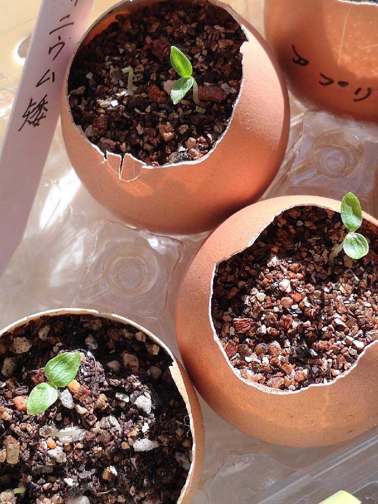 作業帳22 1月 Greensnap グリーンスナップ