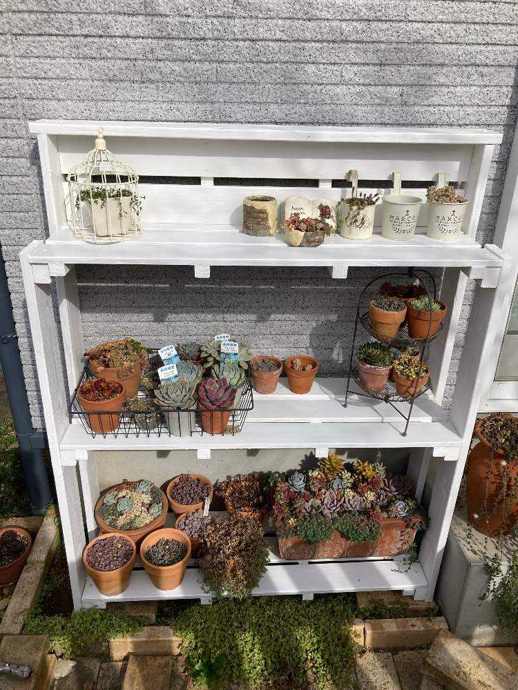 多肉棚DIYしてみた❣️｜🍀GreenSnap（グリーンスナップ）