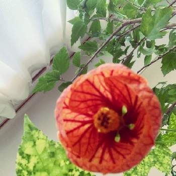 花脈の投稿画像一覧 Greensnap グリーンスナップ