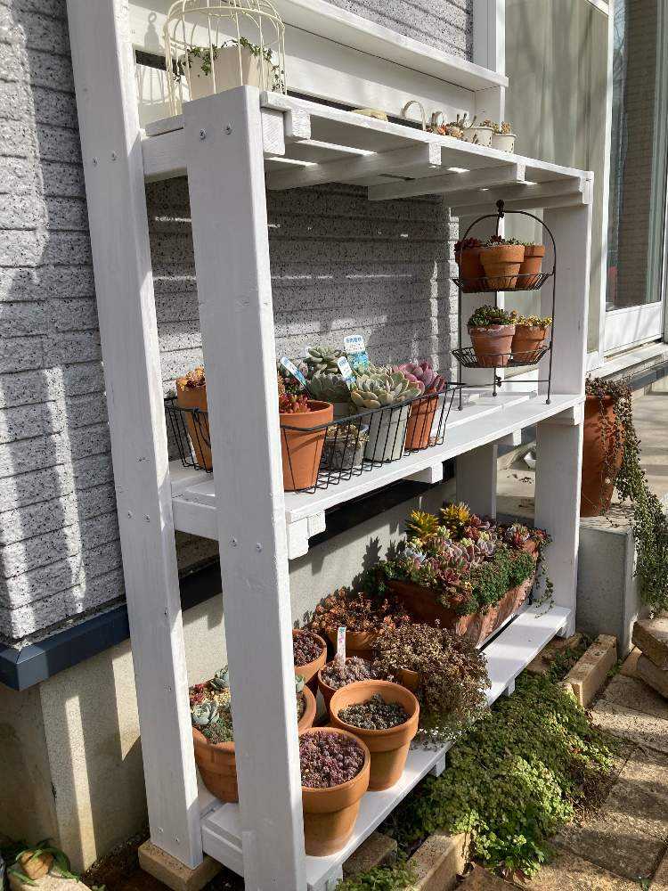 多肉棚DIYしてみた❣️｜🍀GreenSnap（グリーンスナップ）