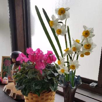 水仙,シクラメン,花瓶の花,お庭のお花♡の画像