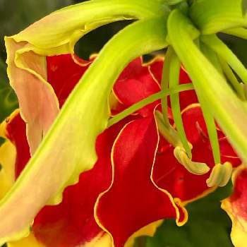 グロリオサ。の画像 by こころんさん | お出かけ先ときれいと今日のお花とグロリオサ。と癒されると赤い花