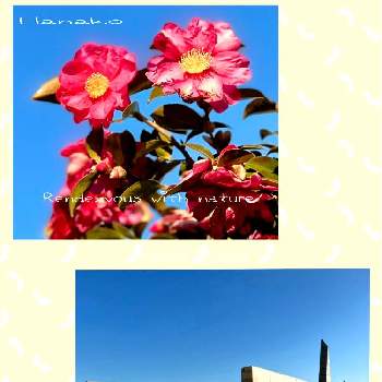 山茶花（サザンカ）の画像 by ハナコさん | お出かけ先と山茶花（サザンカ）と神戸メリケンパークと山茶花・椿