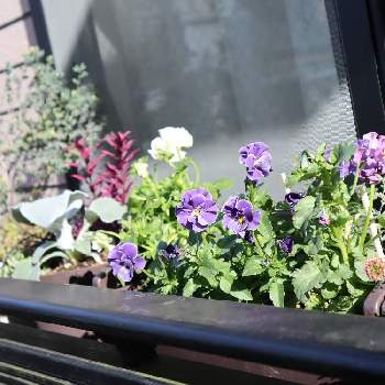 ウィンドウボックスの投稿画像一覧 Greensnap グリーンスナップ