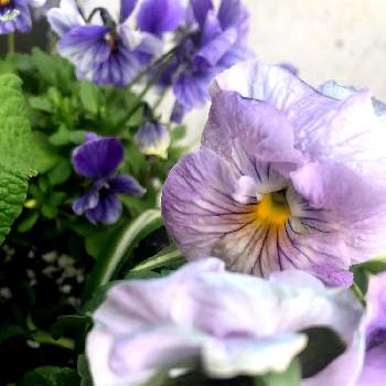 植物のある暮らし,ビオラ・パンジー,花のある生活,ナチュラルガーデン,おうち園芸の画像