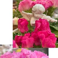プリムラ　ジュリアン,バラ咲きジュリアン,いつもありがとう♡,可愛い花,八重咲きの画像