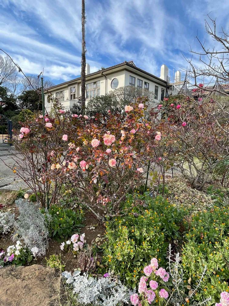 ミーシーさんの港の見える丘公園への投稿