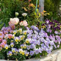 春のお花,お花大好き♡,ビオラ・パンジー,ほっこり♡,マイガーデンの画像