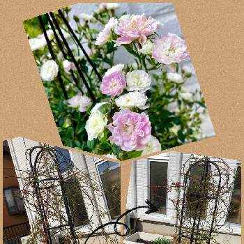 バラ 舞姫の投稿画像一覧 Greensnap グリーンスナップ