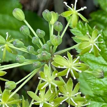 サルトリイバラ科の投稿画像一覧 Greensnap グリーンスナップ