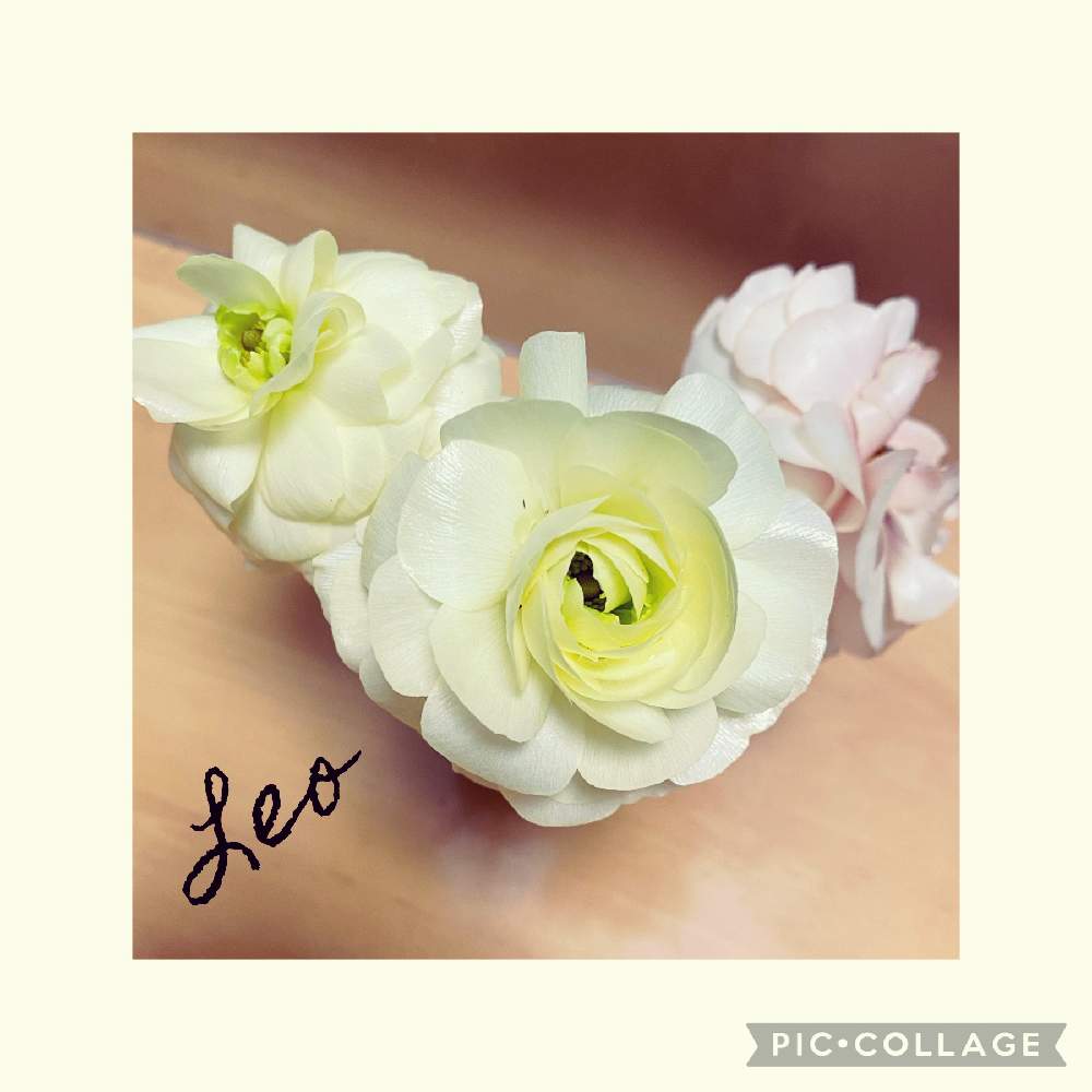 ラナンキュラスラックス グレーシスの投稿画像 By Leoさん ラナンキュラスラックス アリアドネとデスクとお花大好き とラナンキュラスラックス アリアドネと ラナンキュラス とガーデニング初心者とラナンキュラスラックスグレーシスとガーデニングとお花と切り花とお花