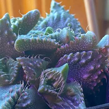 ちょっとグロいの投稿画像一覧 Greensnap グリーンスナップ