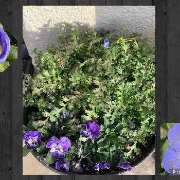 #ガーデニングの画像 by ちーちゃんさん | テラスと植物大好きと青い花とネモフィラ♡と#ガーデニングとビオラ☆と楽しい！