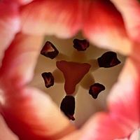 チューリップ,今日のお花の画像