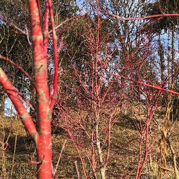 サンゴカクモミジの投稿画像一覧 Greensnap グリーンスナップ