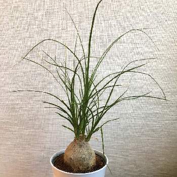 コメリの投稿画像一覧 Greensnap グリーンスナップ