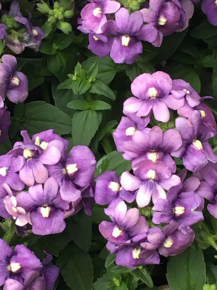 お出かけ先の投稿画像 By どんぐりさん 紫色の花と春から初夏の花とネメシア と花言葉 包容力と紫色の花と春から初夏の花とネメシア と花言葉 包容力 22月1月25日 Greensnap グリーンスナップ Greensnap グリーンスナップ