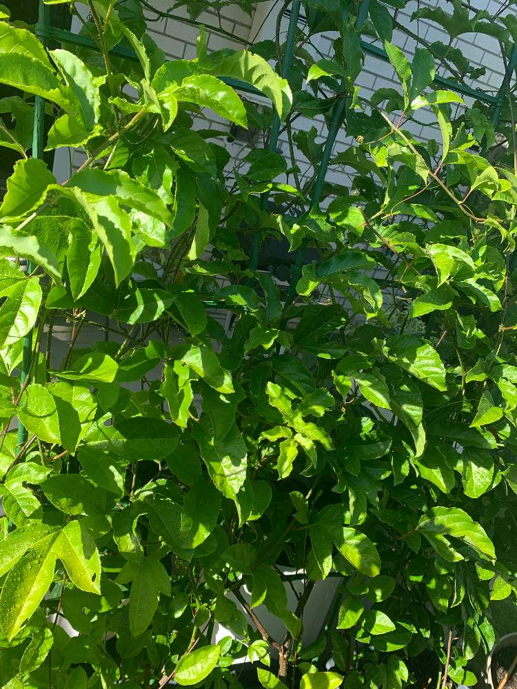 パッションフルーツの投稿画像 By みどりさん 22月1月25日 Greensnap グリーンスナップ Greensnap グリーンスナップ